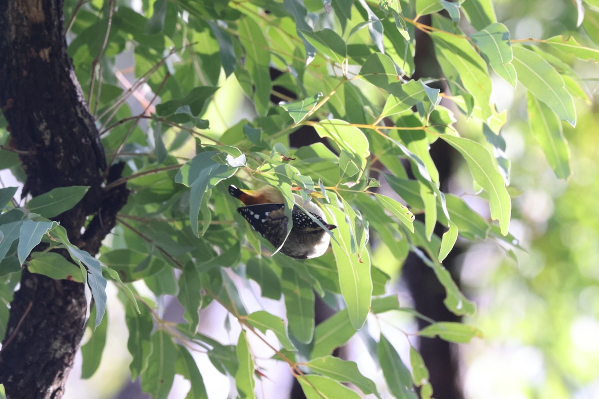 Spotted Pardalote - ML619980763