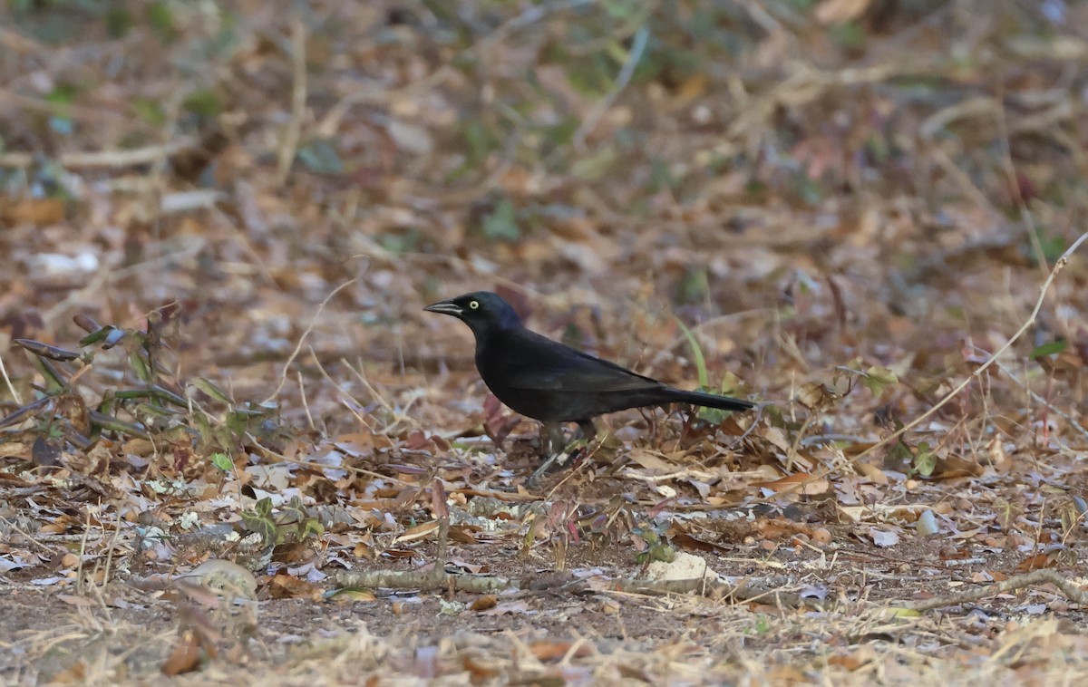 Common Grackle - ML619980775