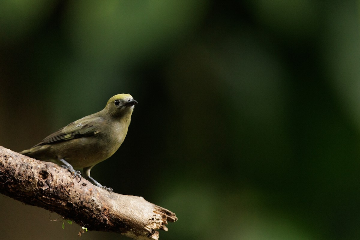Palm Tanager - ML619980779