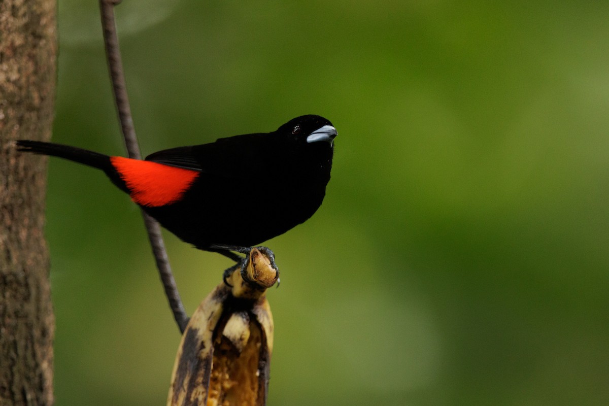 Scarlet-rumped Tanager - ML619980781