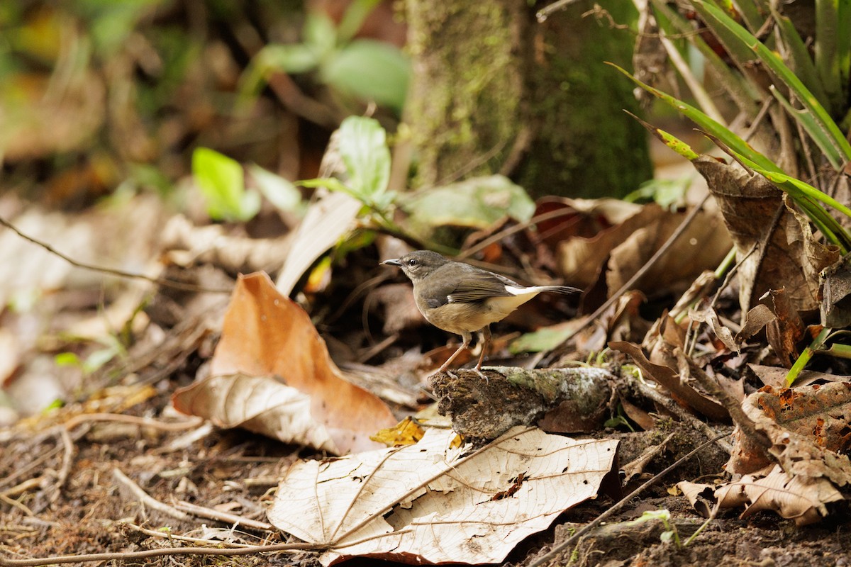 Buff-rumped Warbler - ML619980787