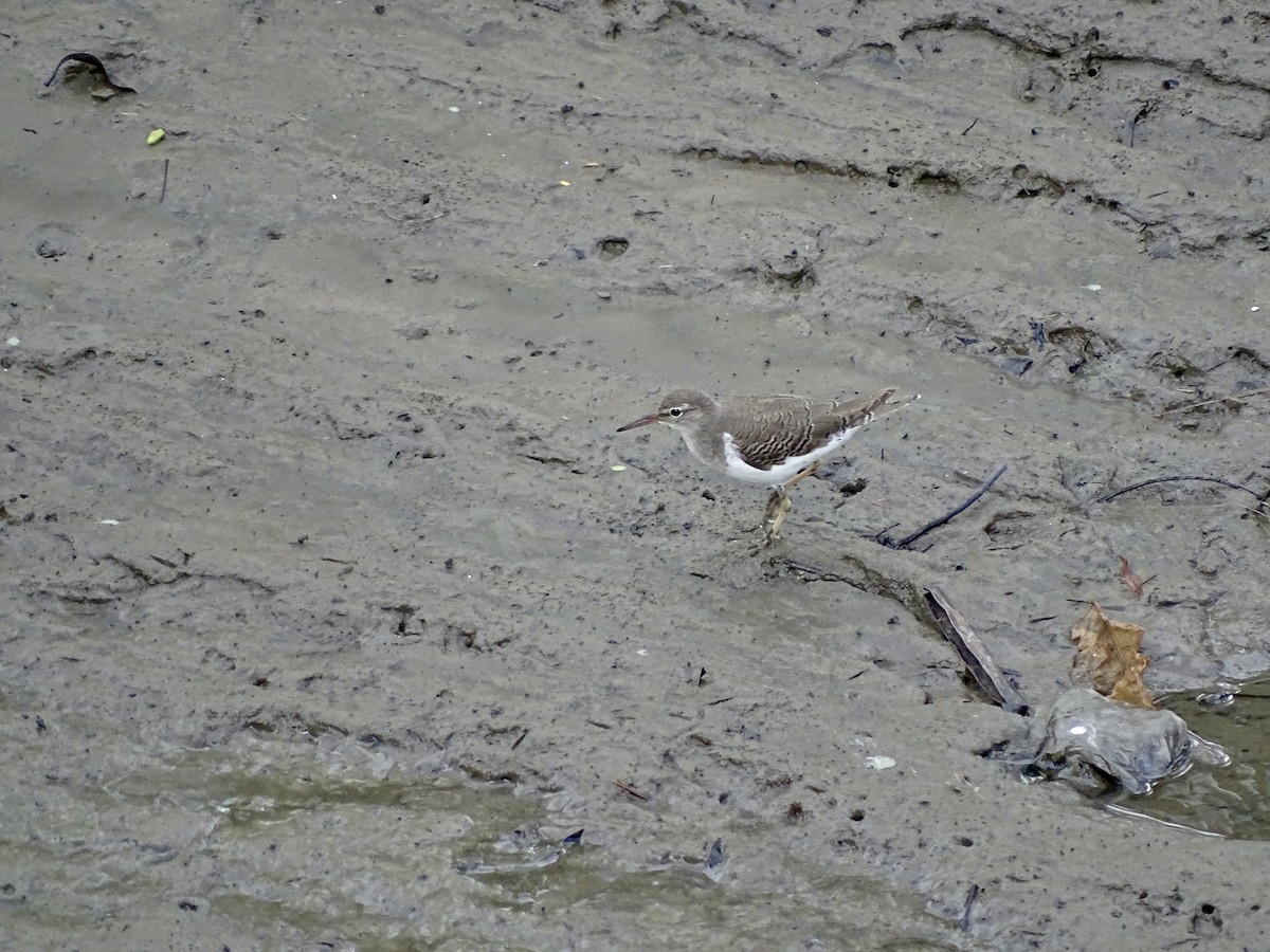 Spotted Sandpiper - Malte Vermeer