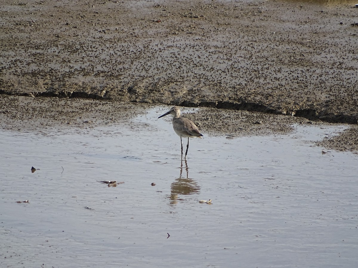 Willet - ML619980801