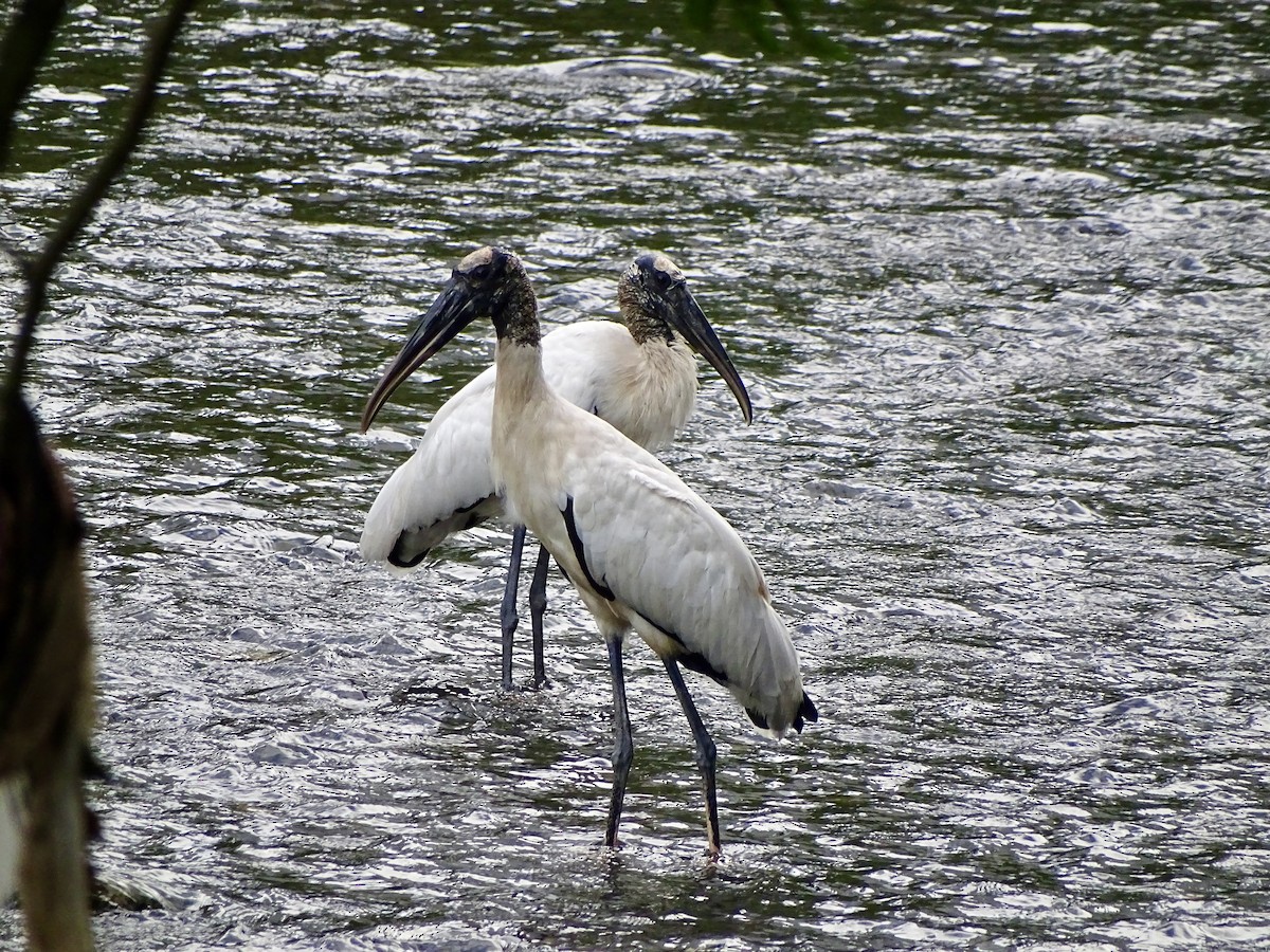 Wood Stork - ML619980809