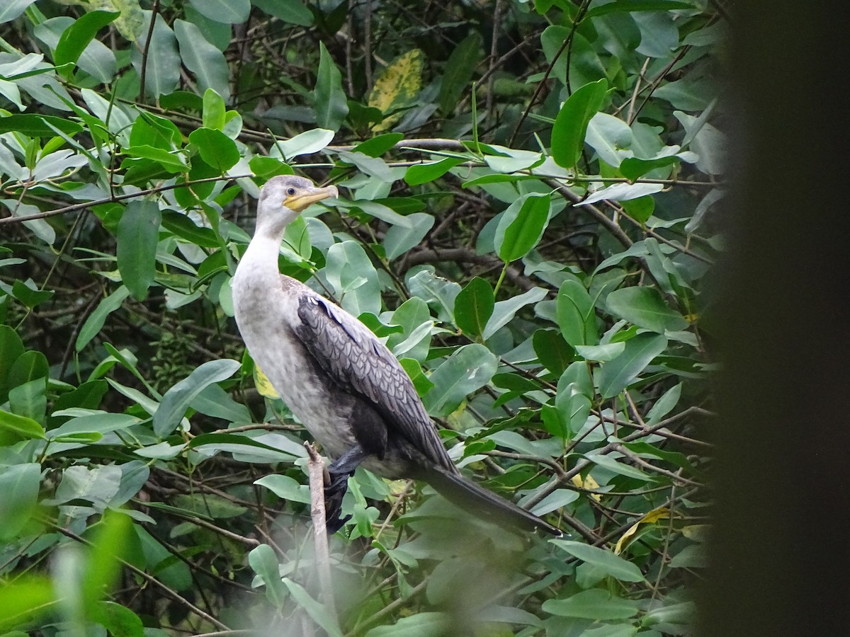 Neotropic Cormorant - ML619980811