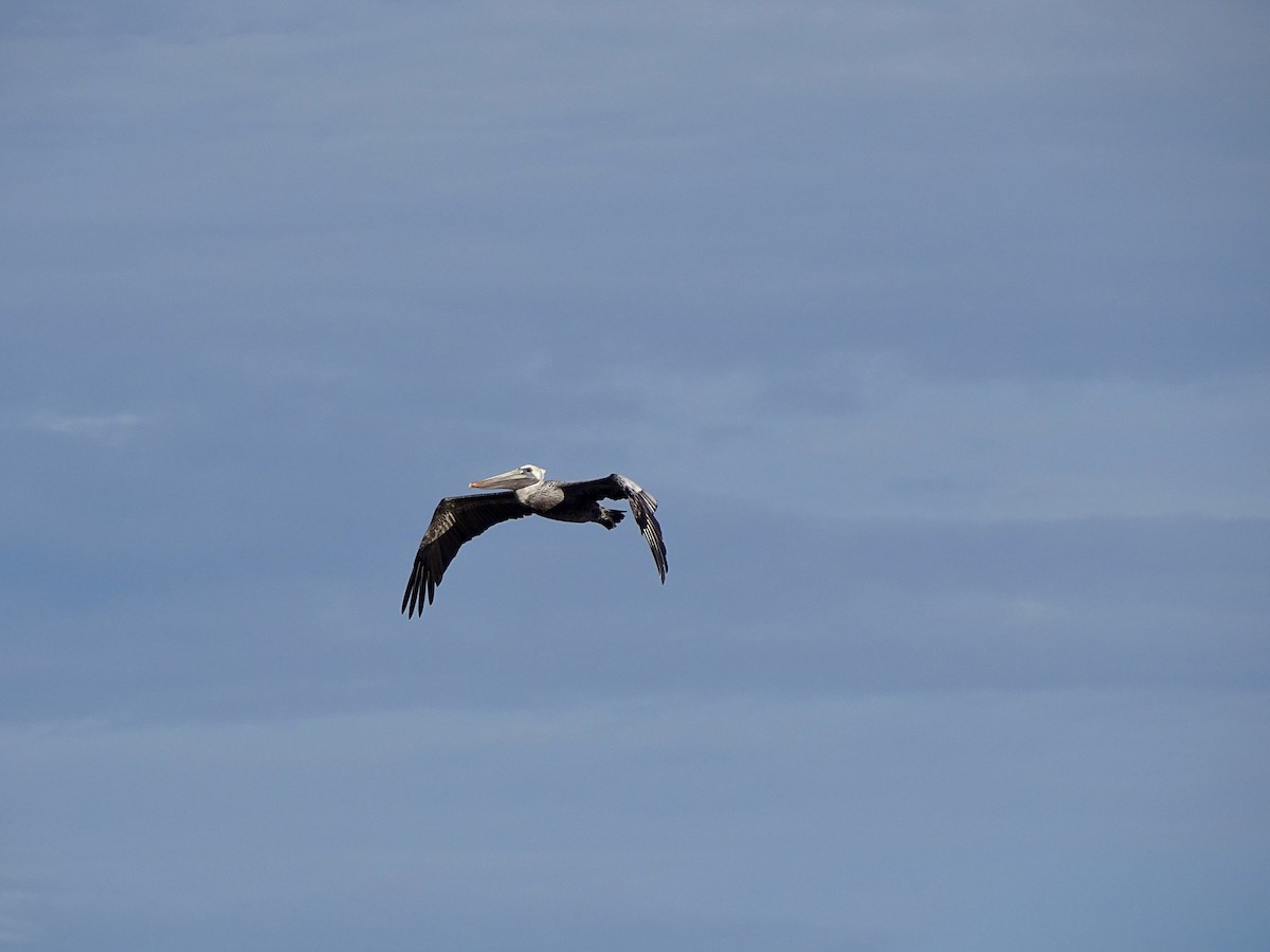 Brown Pelican - ML619980814