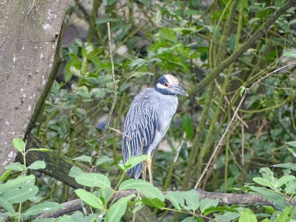 Yellow-crowned Night Heron - ML619980816