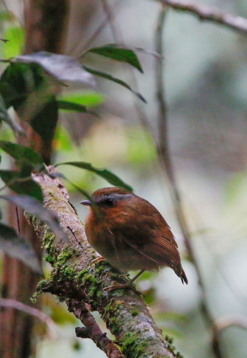 Rufous Gnateater - ML619980818