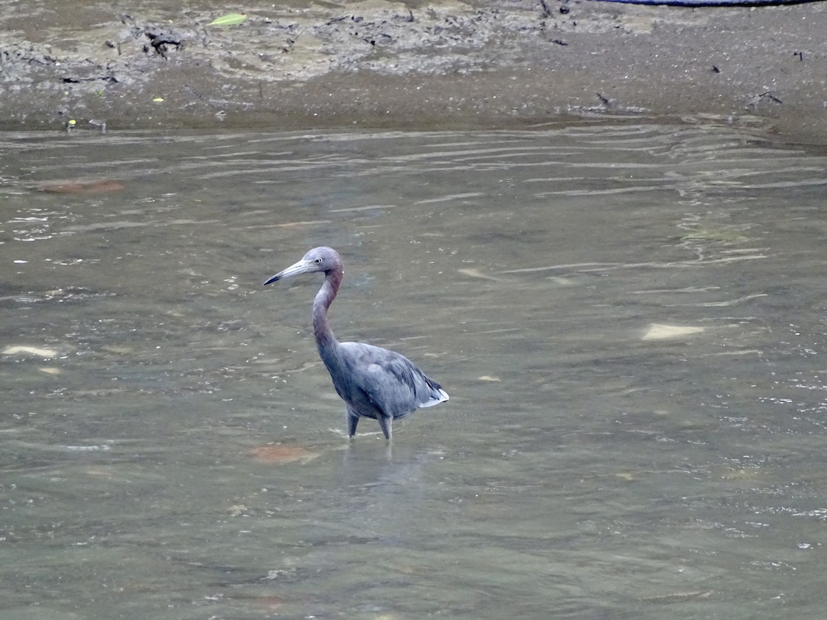 Little Blue Heron - Malte Vermeer