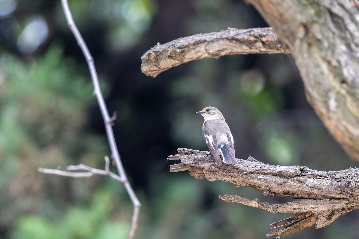 Collared Flycatcher - ML619980824