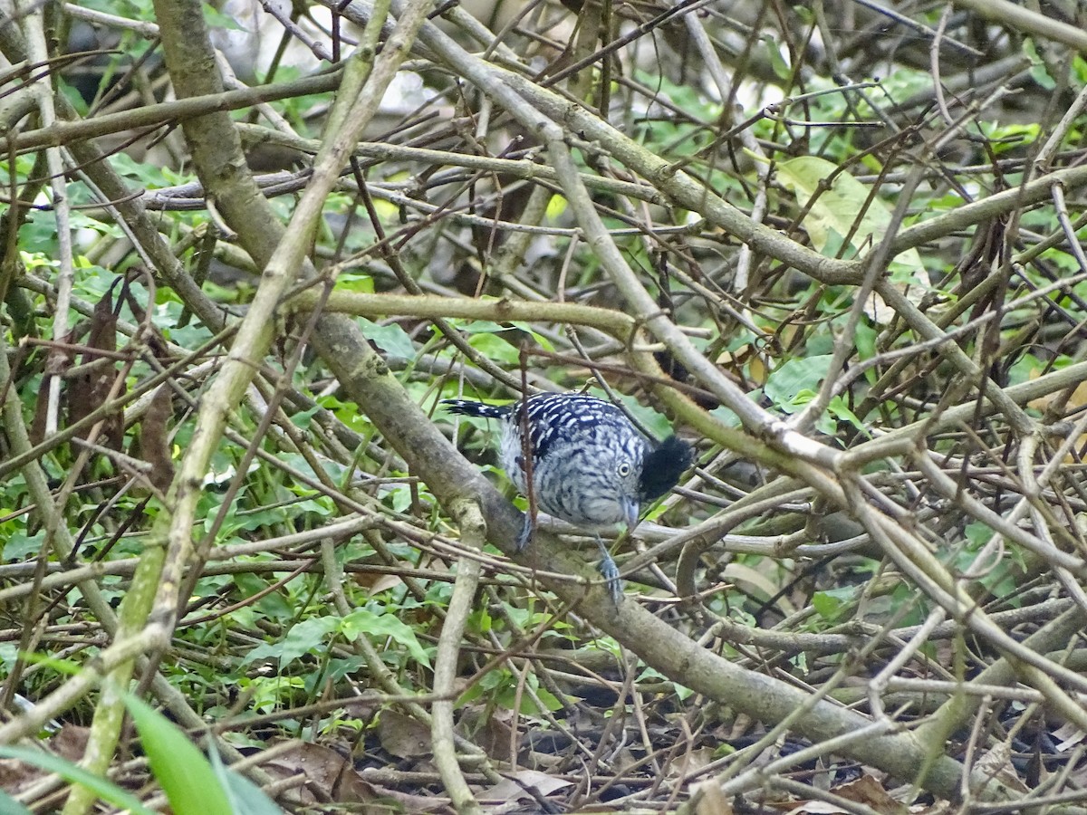 Barred Antshrike - ML619980825