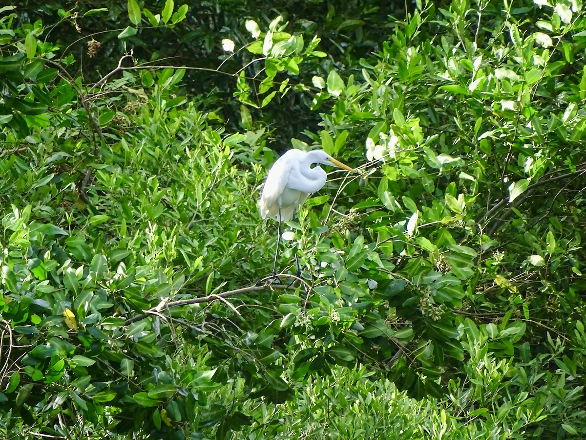 Great Egret - ML619980829