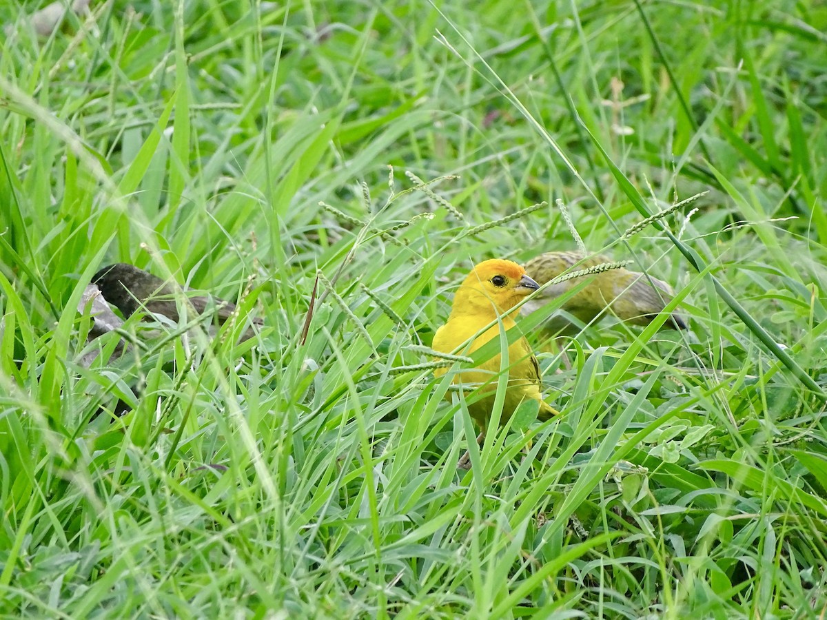 Saffron Finch - ML619980834