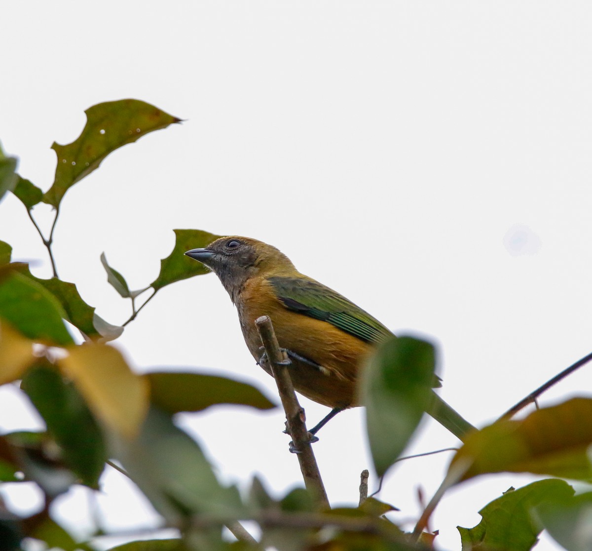 Burnished-buff Tanager - ML619980850