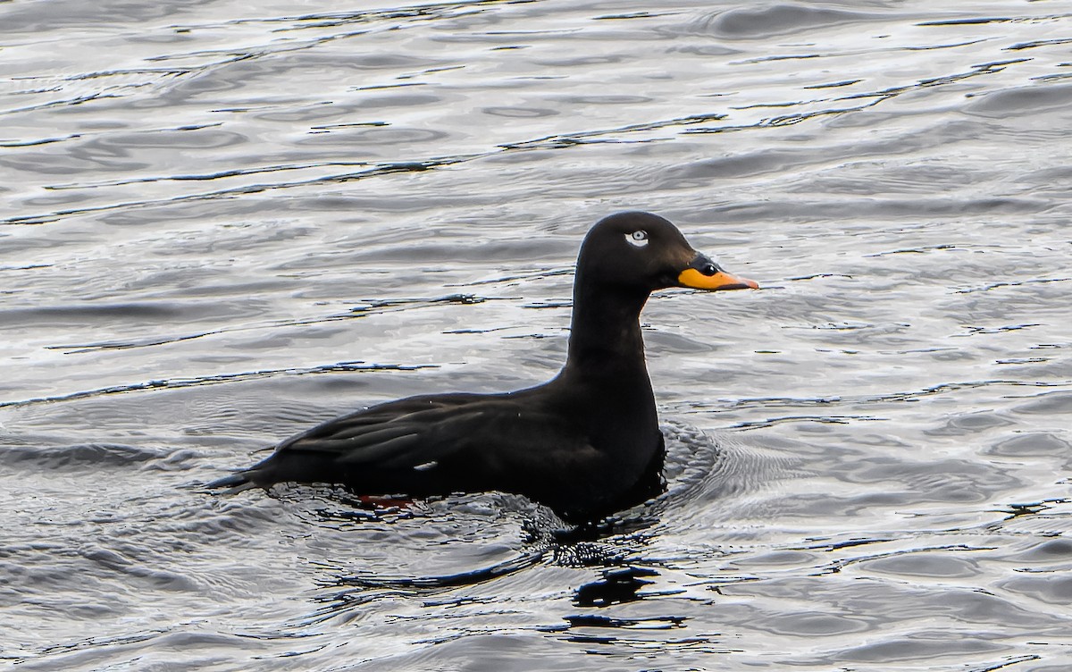 Velvet Scoter - ML619980860