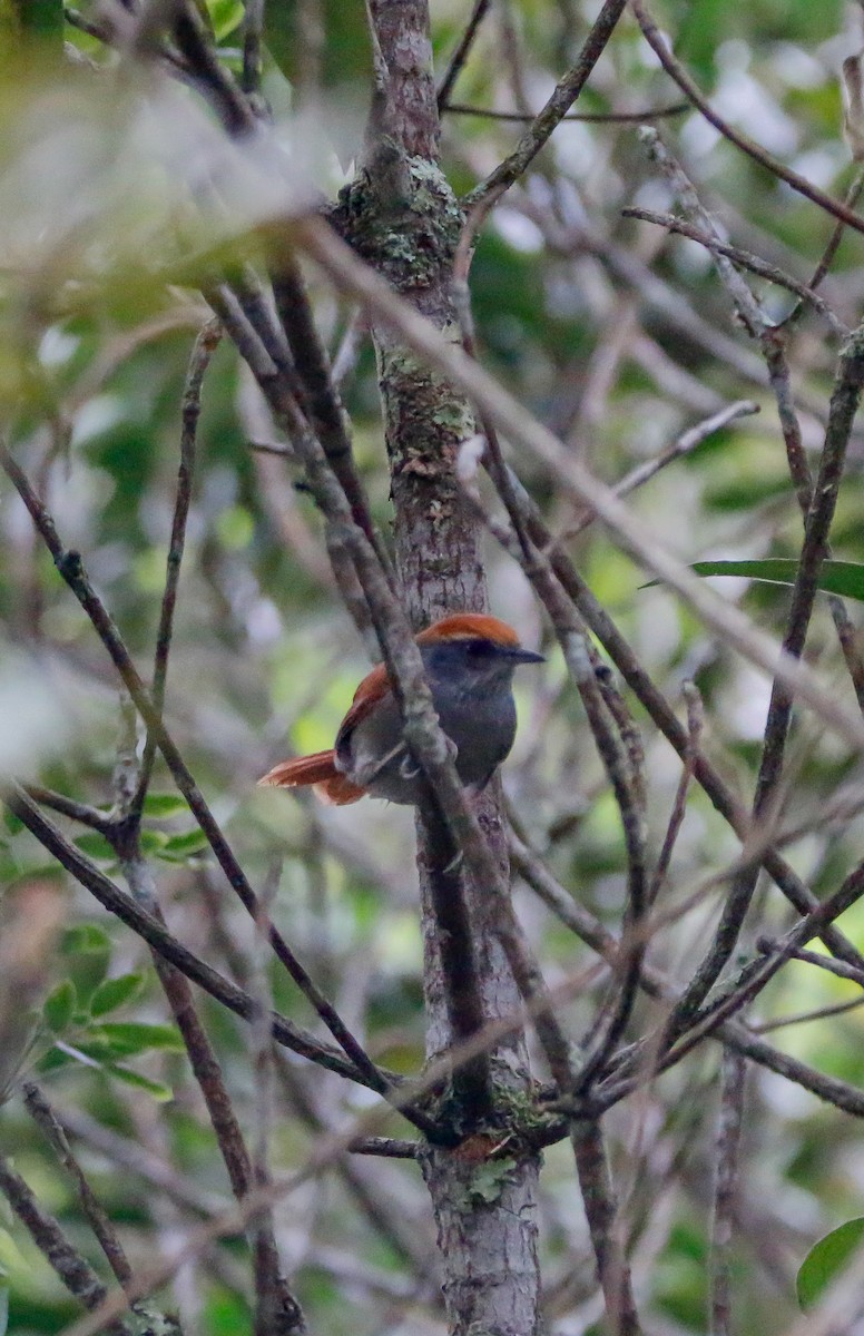 Rufous-capped Spinetail - ML619980873