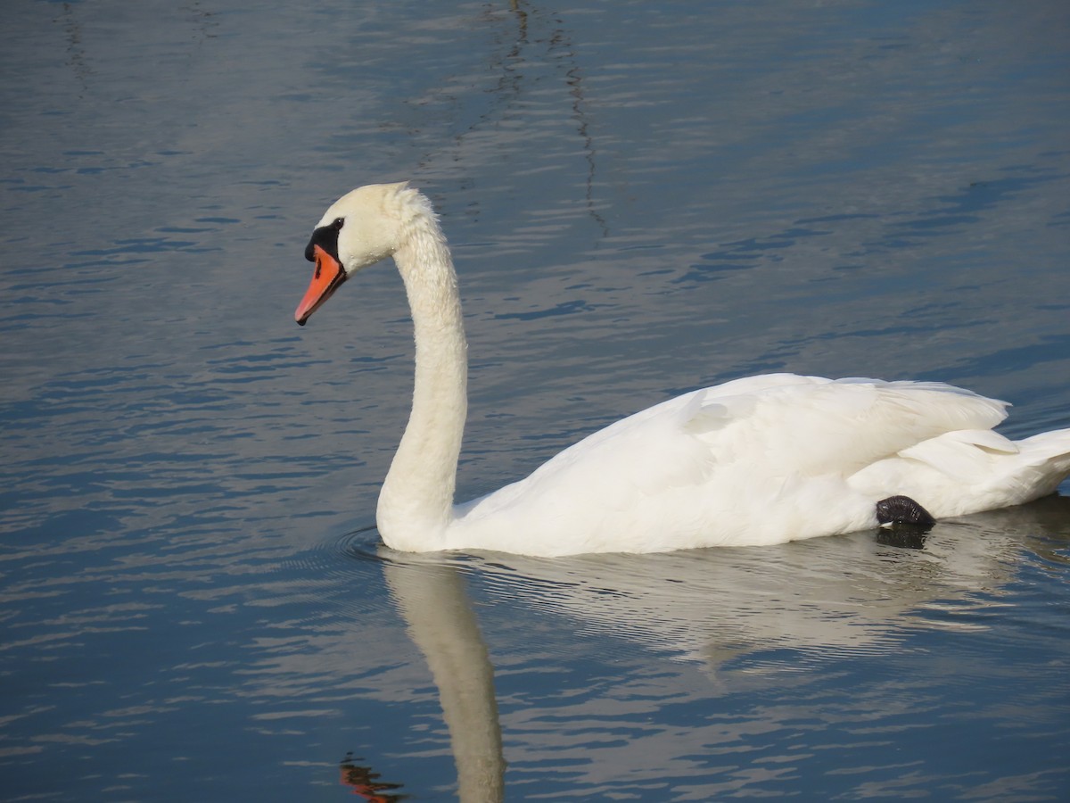 Mute Swan - ML619980900