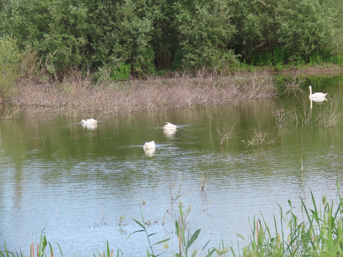 Mute Swan - ML619980901