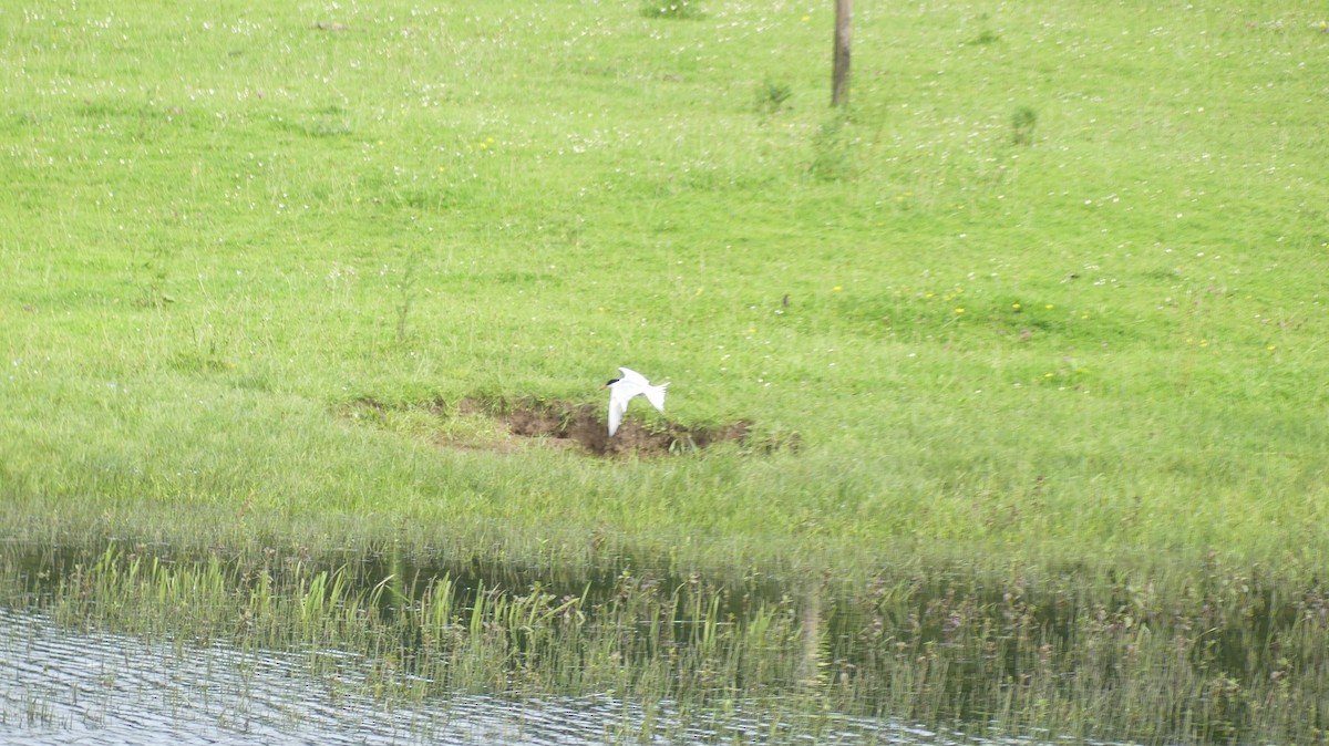 Common Tern - ML619980904