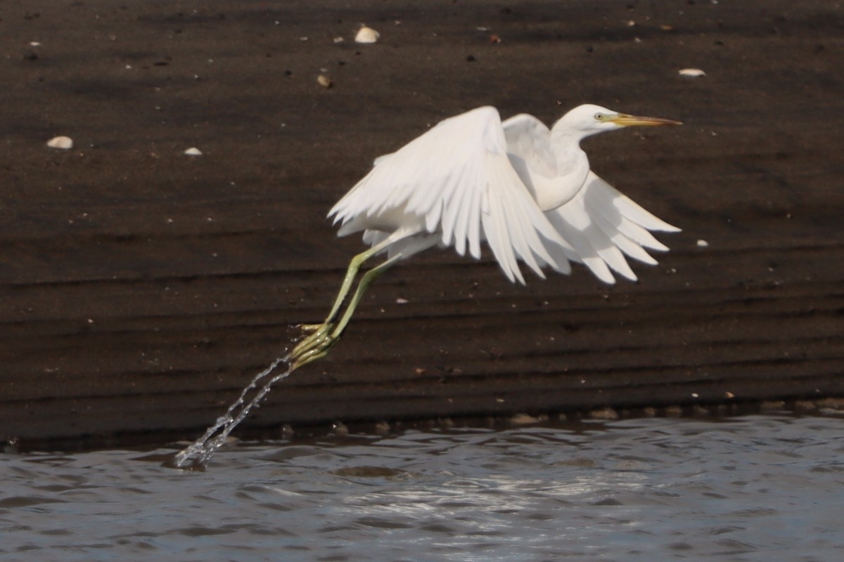 Chinese Egret - ML619980914