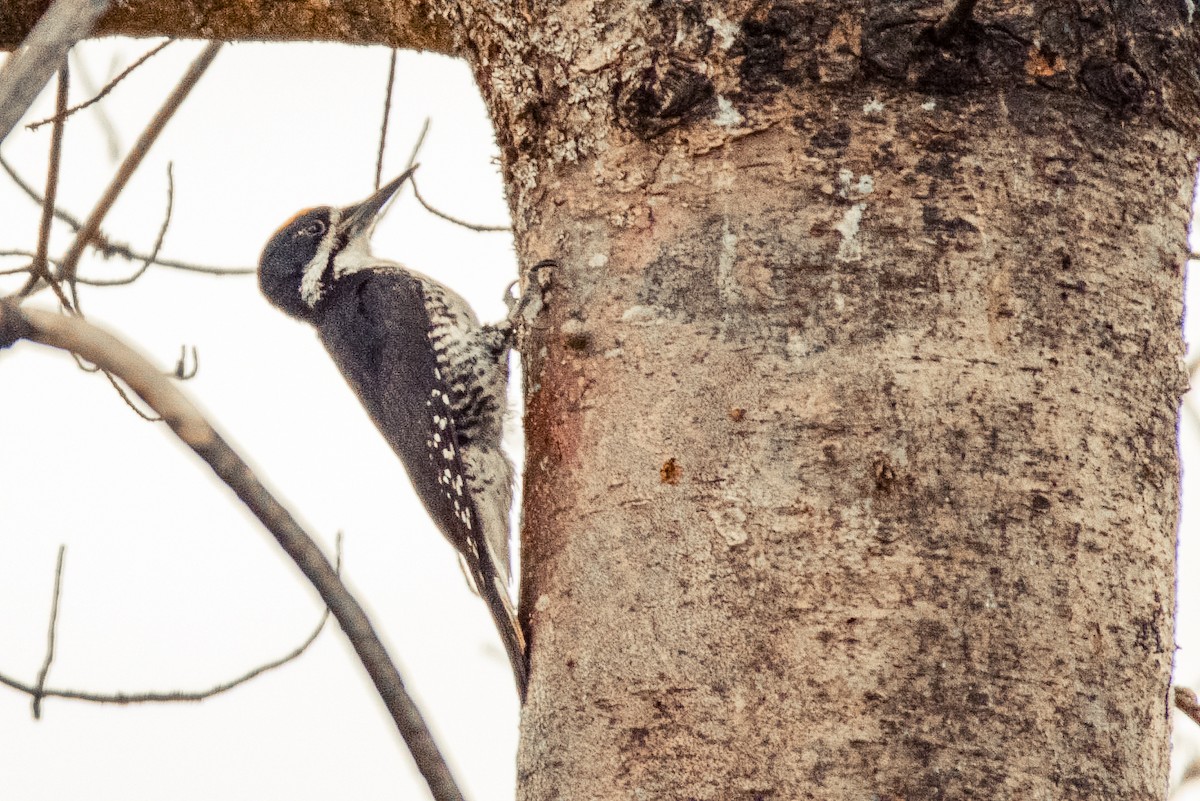 Black-backed Woodpecker - ML619980919
