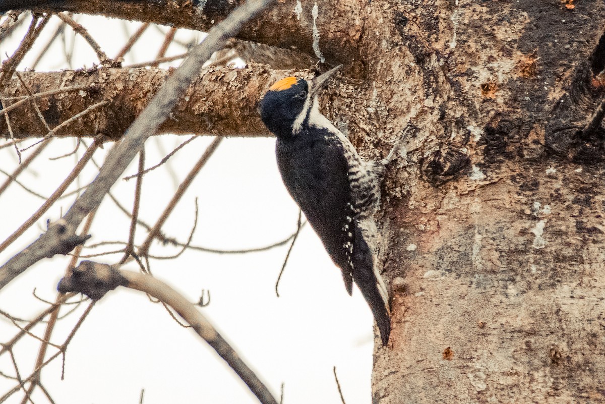 Black-backed Woodpecker - ML619980920