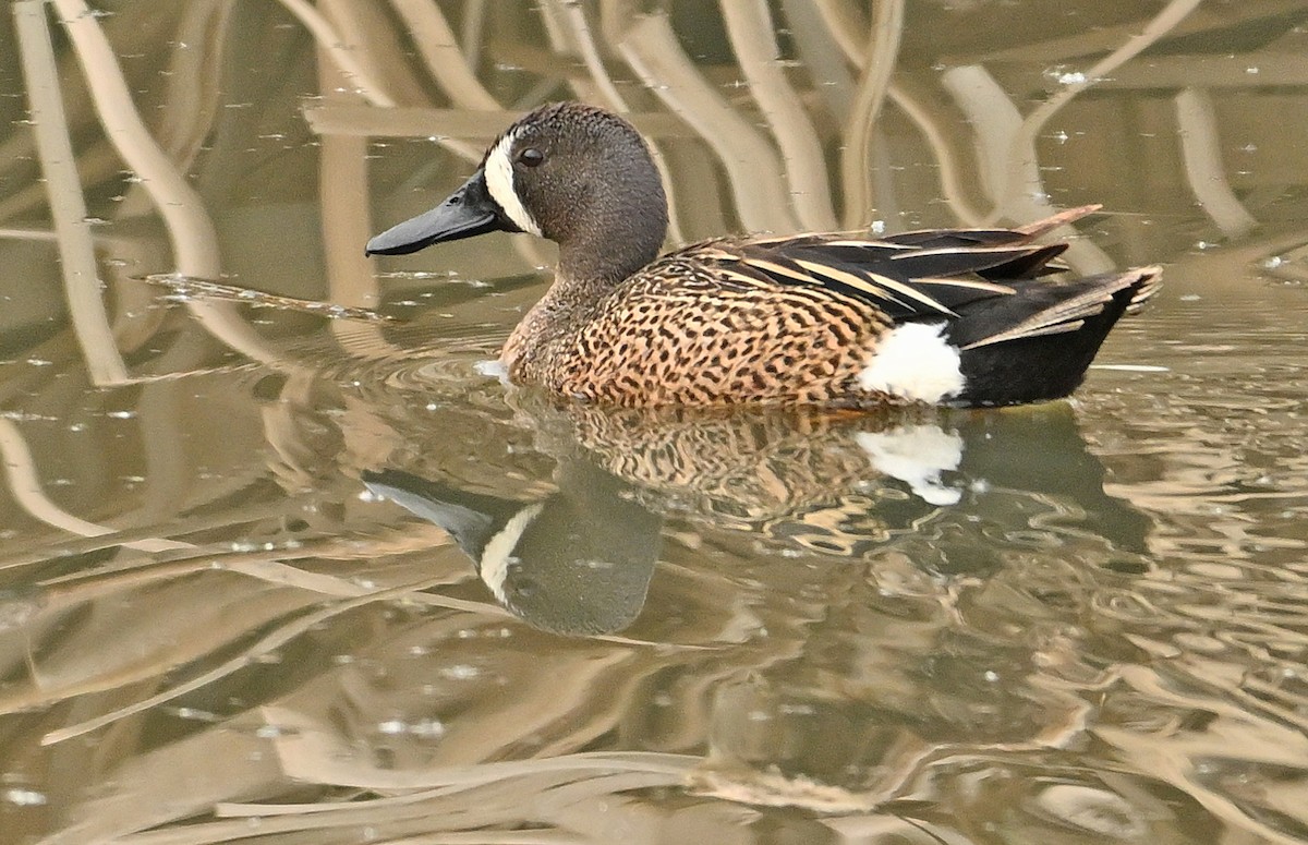 Blue-winged Teal - ML619980935