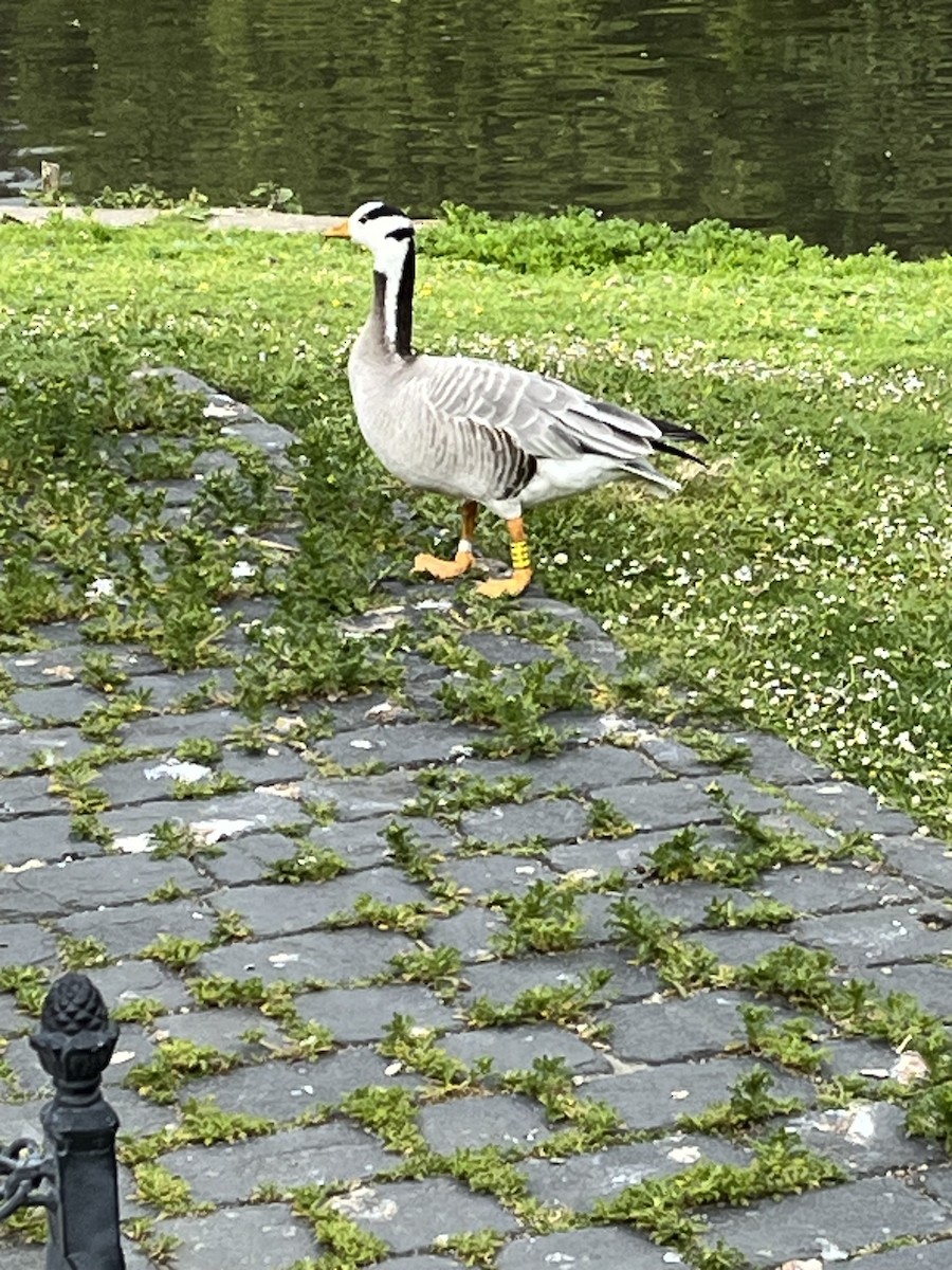 Bar-headed Goose - ML619980936