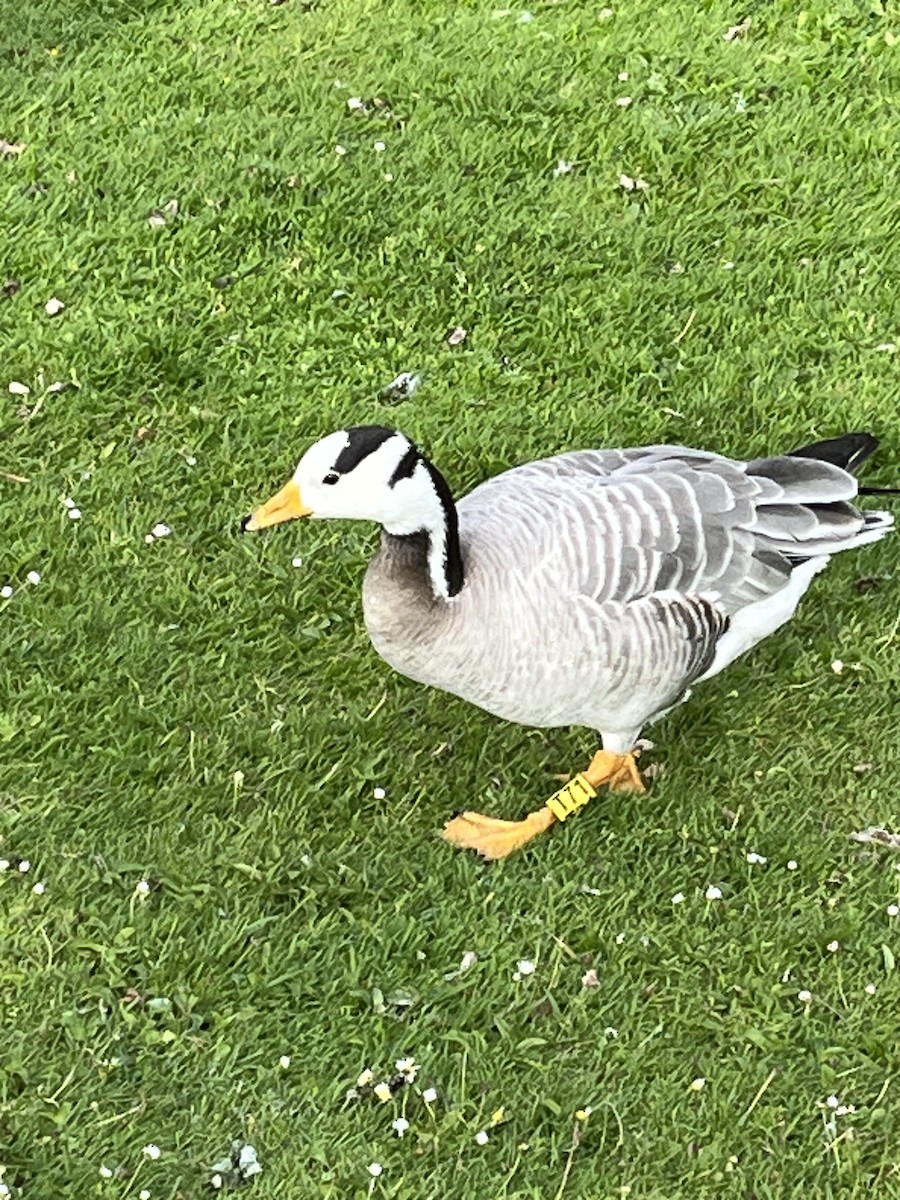 Bar-headed Goose - ML619980937