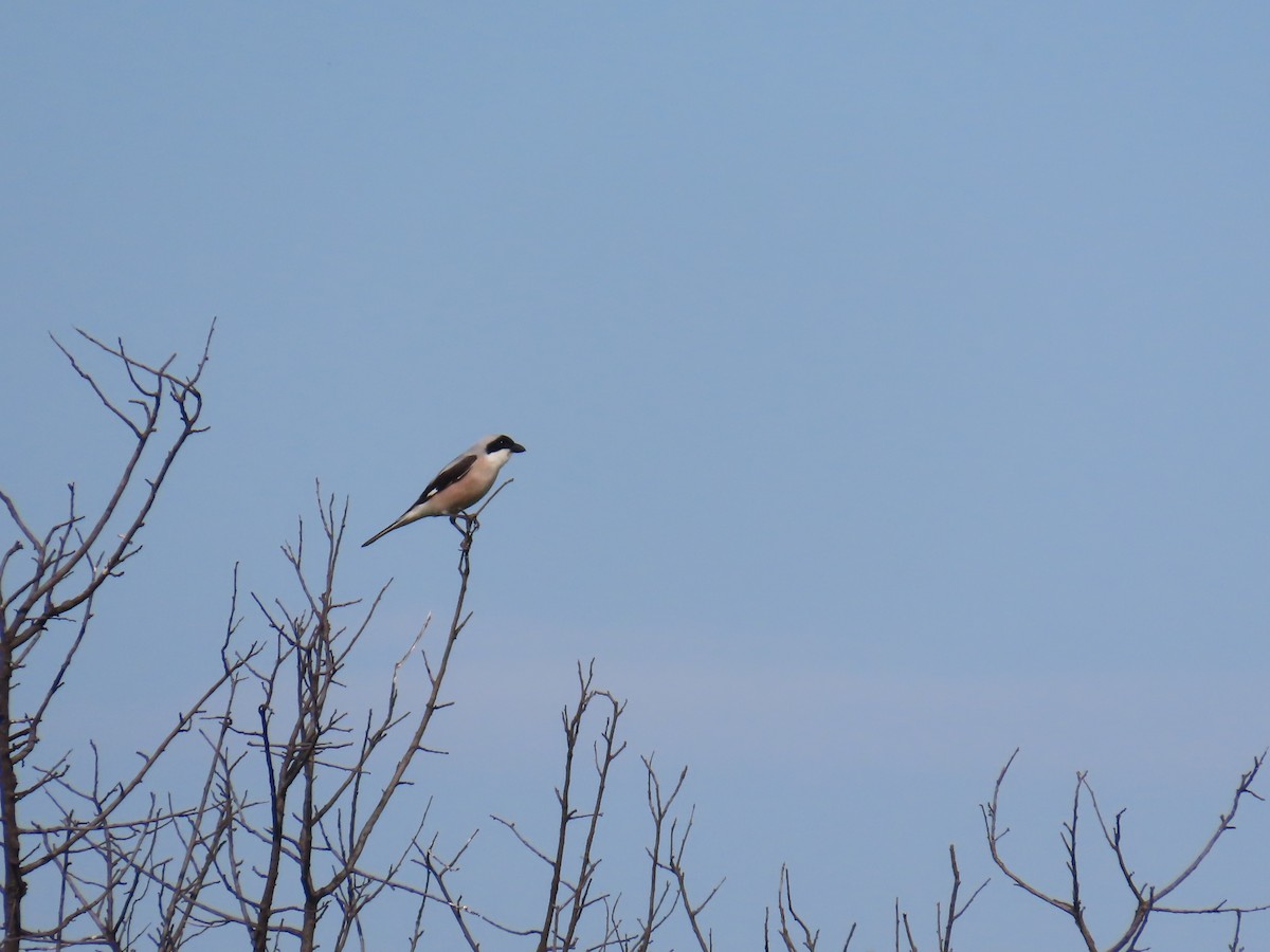 Lesser Gray Shrike - ML619980948