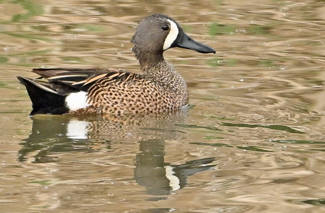 Blue-winged Teal - ML619980960
