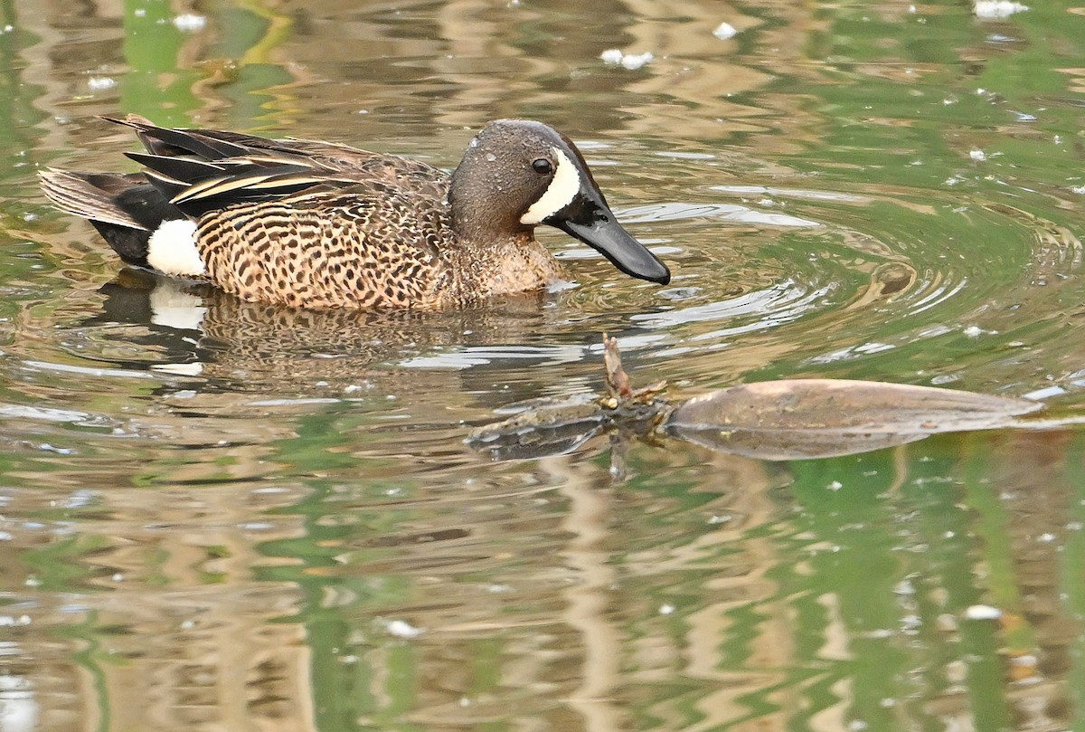 Blue-winged Teal - ML619980961