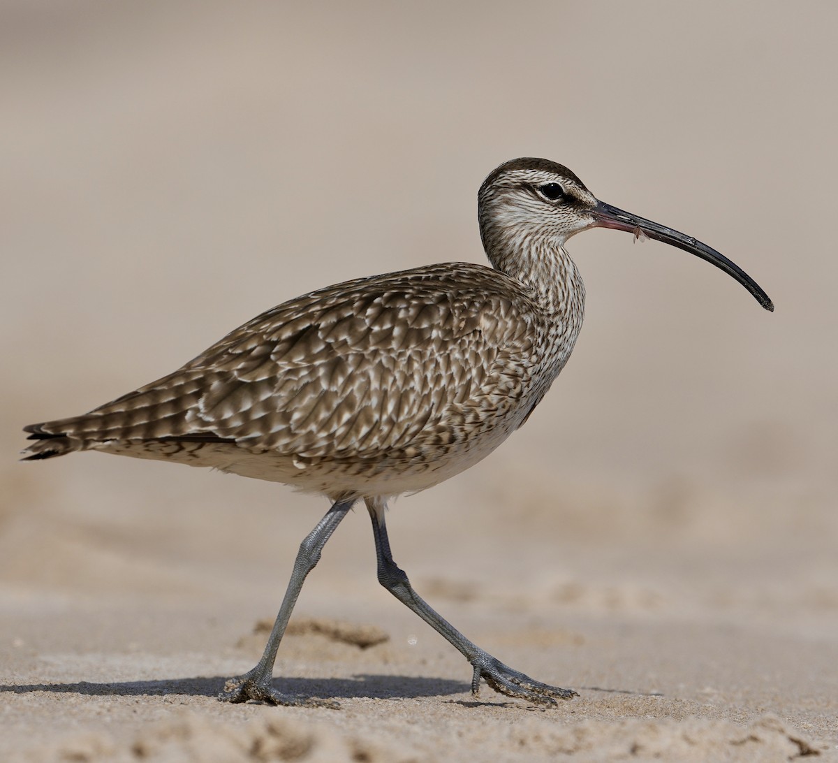 Regenbrachvogel - ML619980988