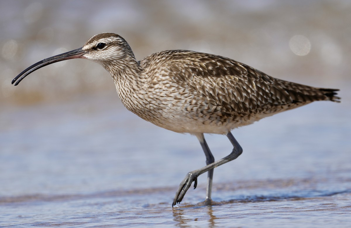 Regenbrachvogel - ML619980989