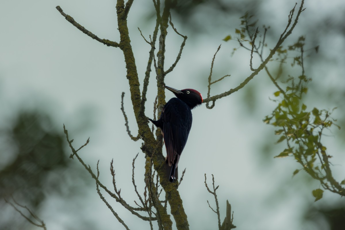 Black Woodpecker - ML619980995