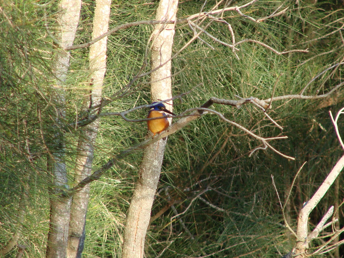 Azure Kingfisher - ML619981003