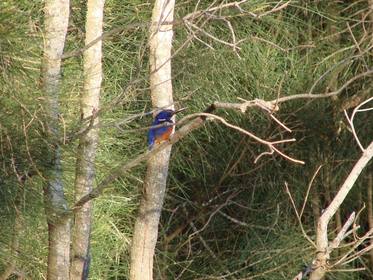 Martin-pêcheur à dos bleu - ML619981004