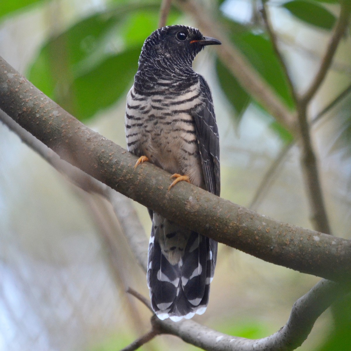 Red-chested Cuckoo - ML619981006