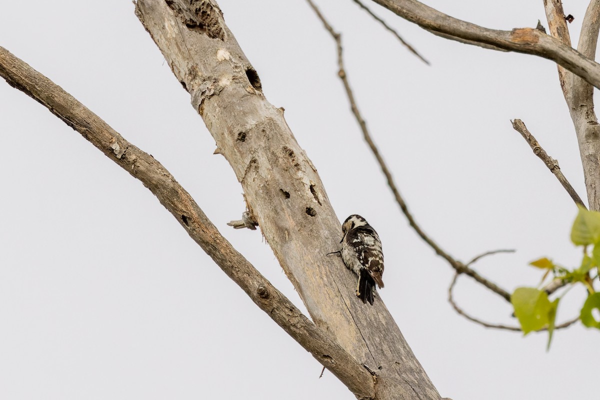 Lesser Spotted Woodpecker - ML619981008