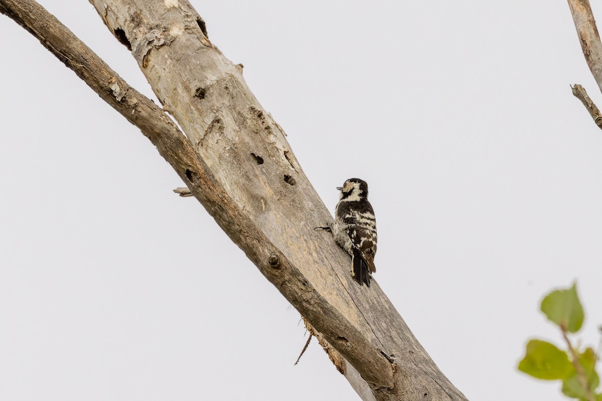 Lesser Spotted Woodpecker - ML619981009