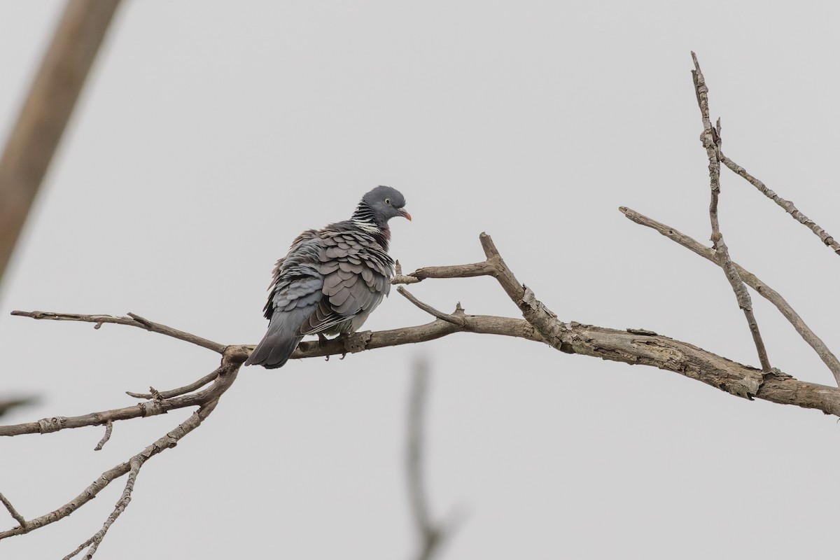 Common Wood-Pigeon - ML619981024