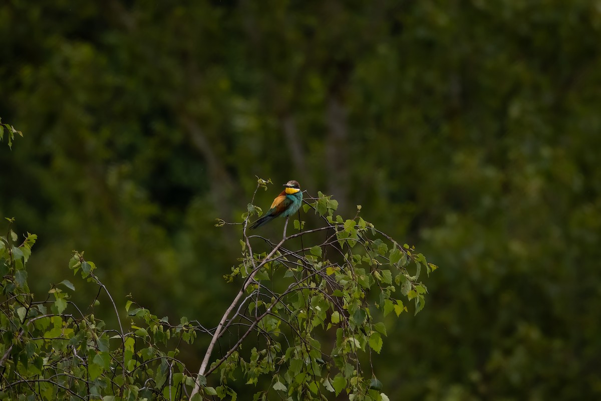 European Bee-eater - ML619981038