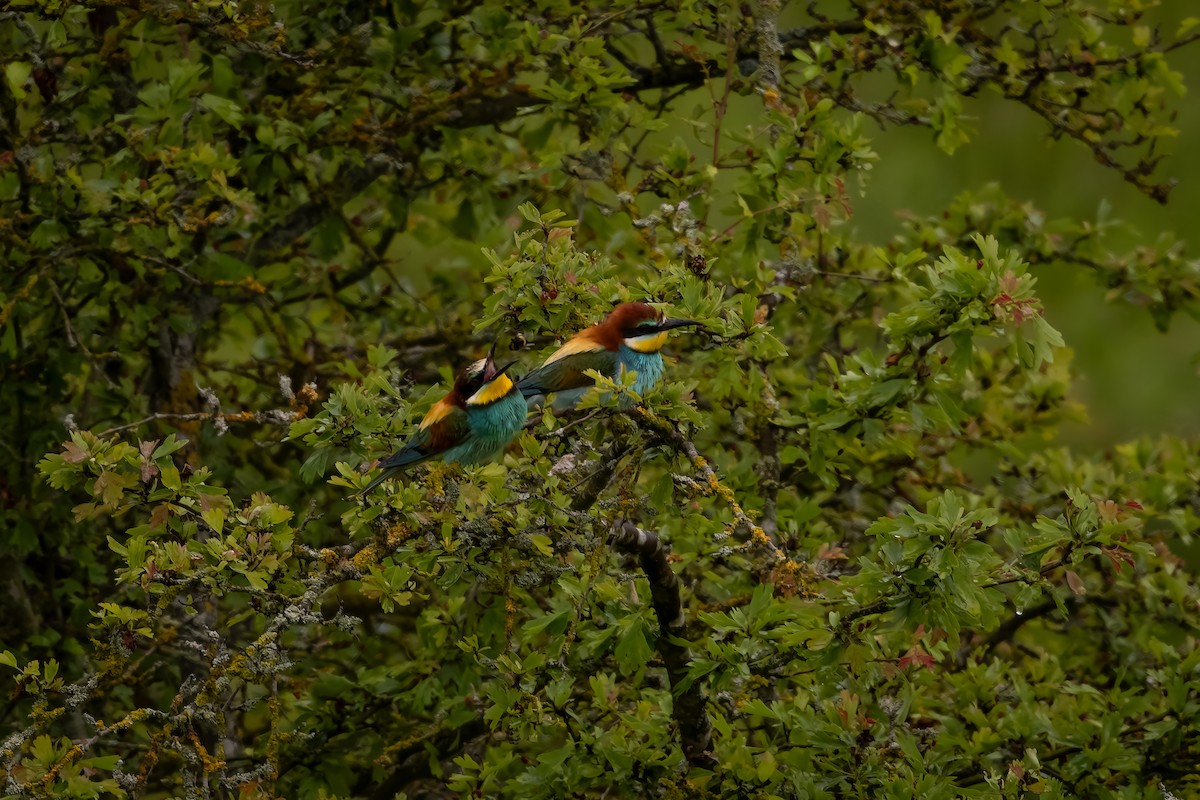 European Bee-eater - ML619981039