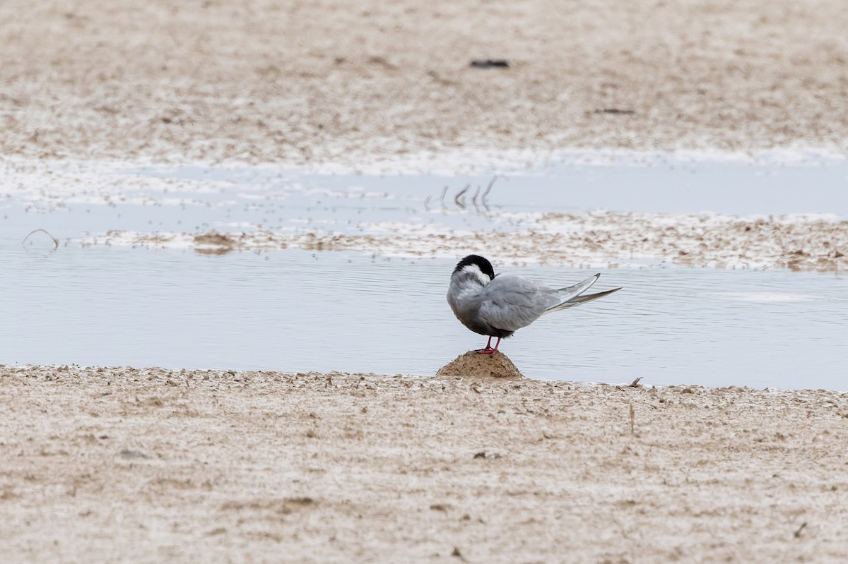 Whiskered Tern - Bilgehan Ergan