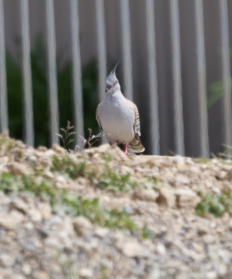 Crested Pigeon - ML619981054