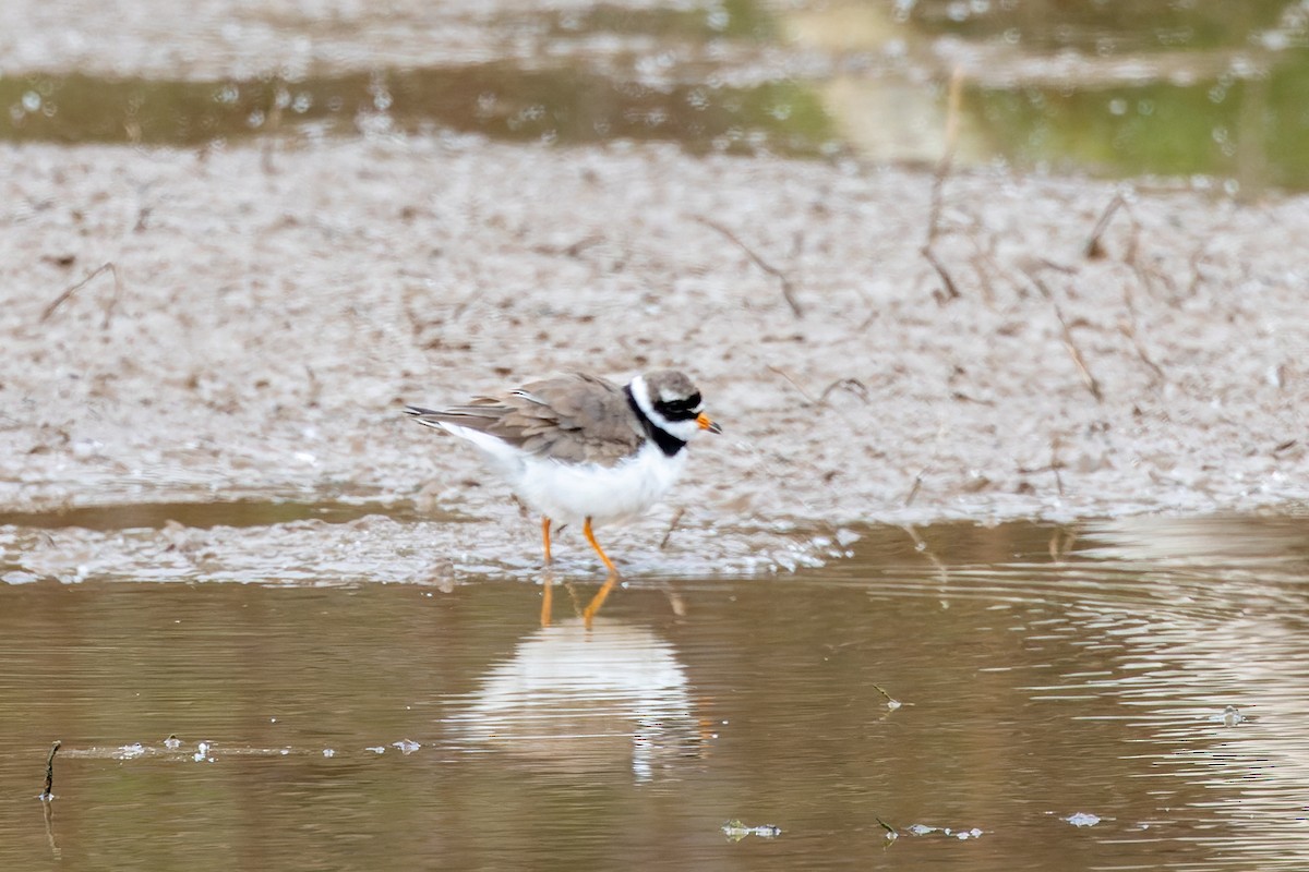 Common Ringed Plover - ML619981058