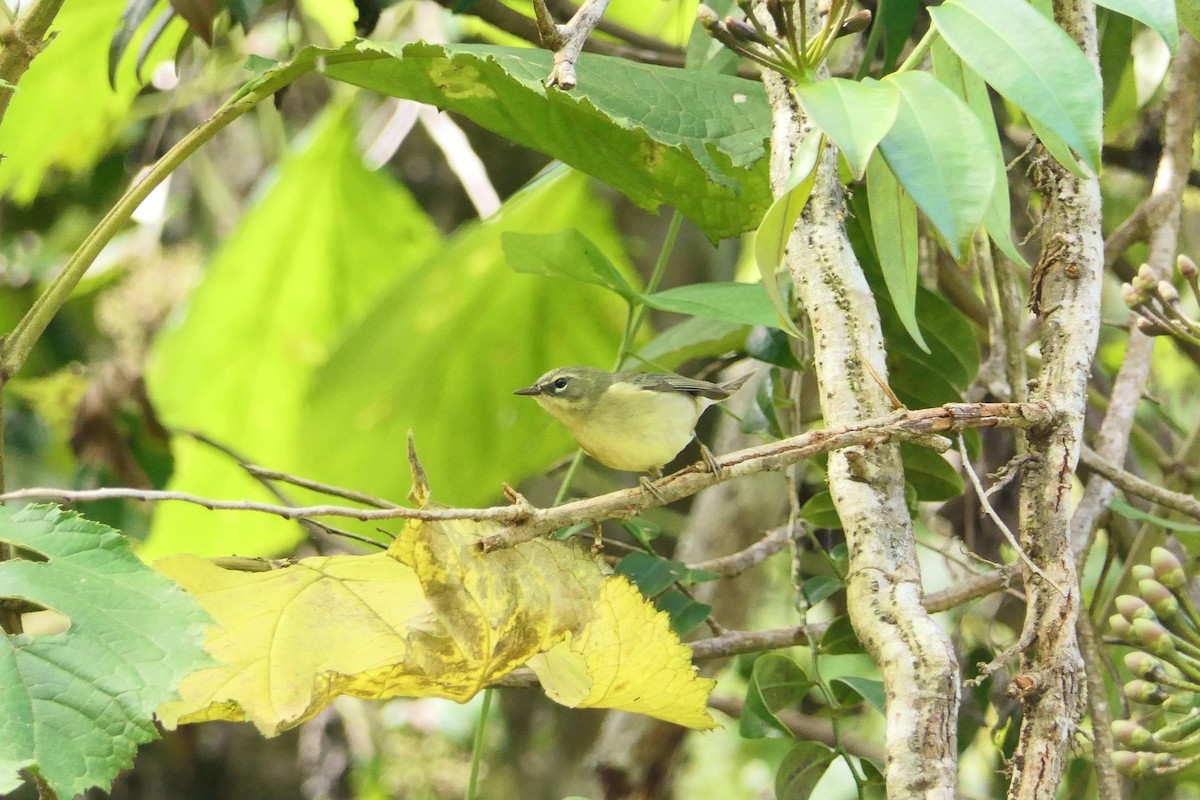 Black-throated Blue Warbler - ML619981082