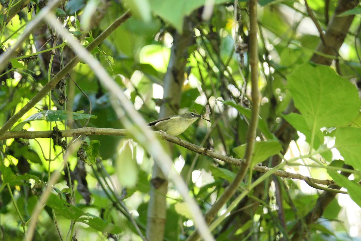 Black-throated Blue Warbler - ML619981083