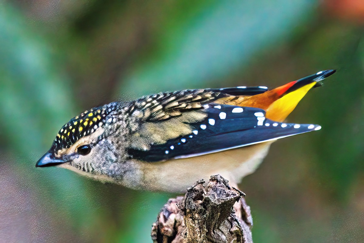 Fleckenpanthervogel (punctatus) - ML619981089