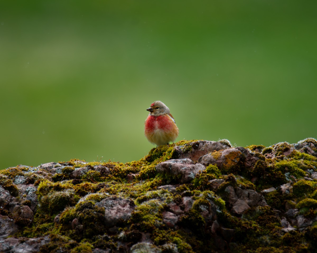 Eurasian Linnet - ML619981094